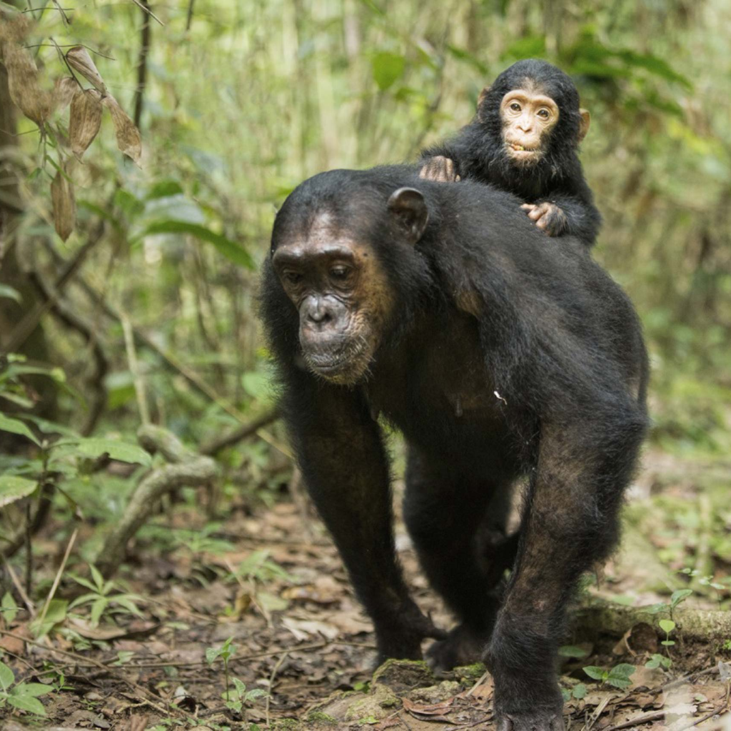 Gombe Stream National Park