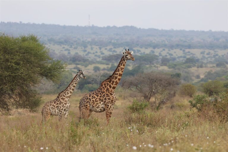 Adult And Young Giraffe Savanna Hills — Tanzania safari, Extenterra Safari's