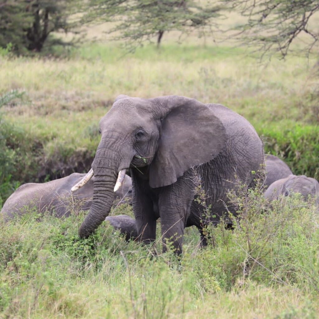 Elephant herd in Tarangire National Park, Tanzania