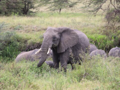 Elephant herd in Tarangire National Park, Tanzania