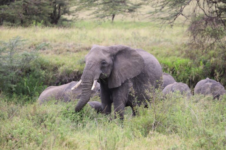 Elephant herd in Tarangire National Park, Tanzania