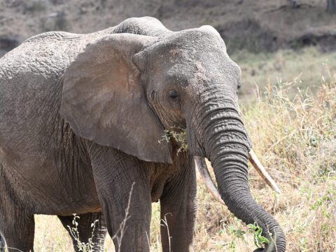 African Elephant Grazing Tall Grass Savanna — Tanzania safari, Extenterra Safari's