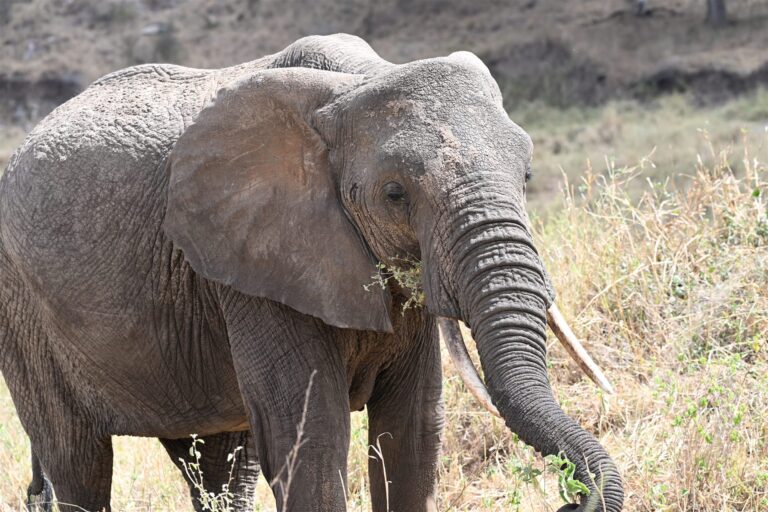 African Elephant Grazing Tall Grass Savanna — Tanzania safari, Extenterra Safari's
