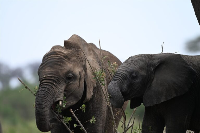 African Elephants Feeding Leafy Branches Savanna — Tanzania safari, Extenterra Safari's