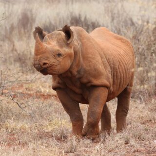 Tarangire National Park