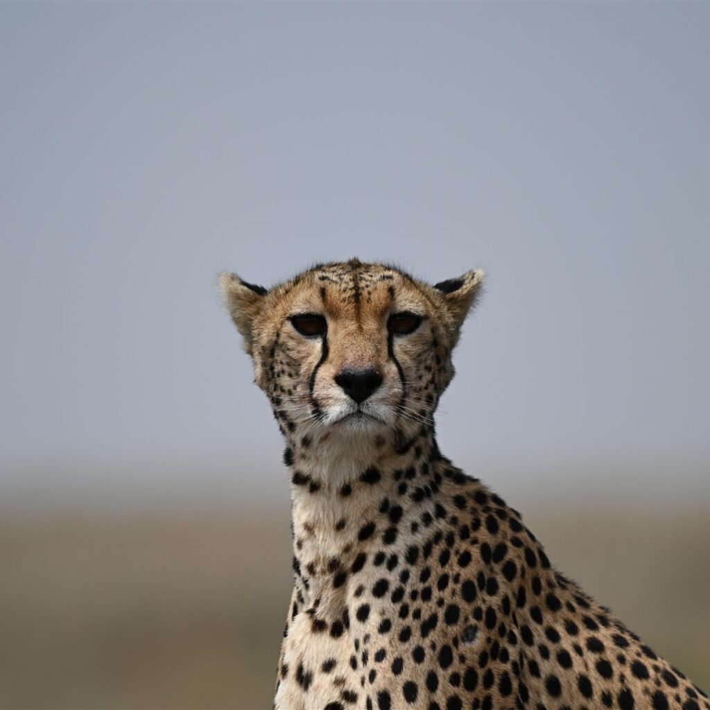 cheetah face portrait looking camera savanna