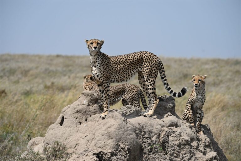 cheetah family termite mound savanna plains