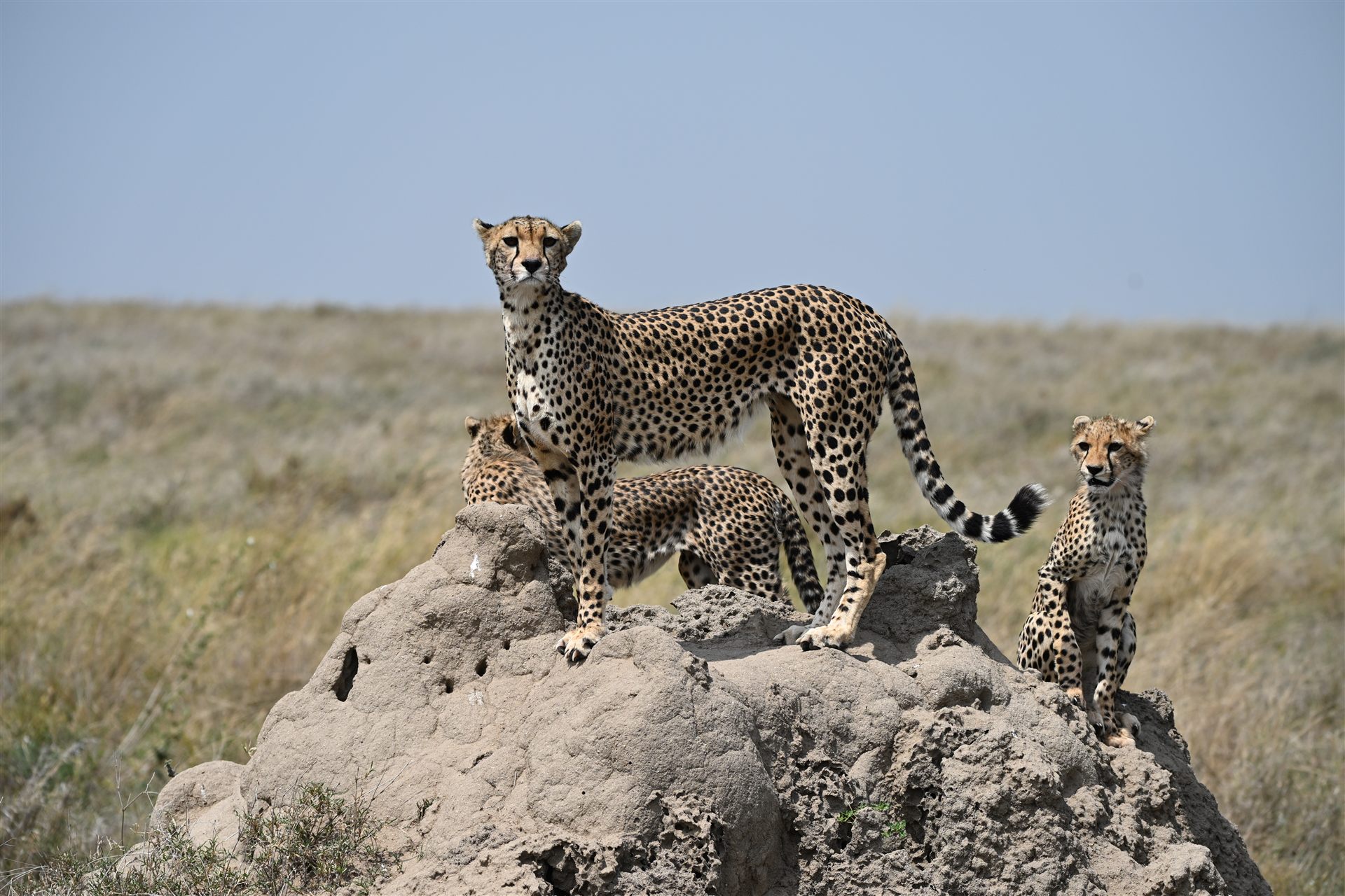 cheetah family termite mound savanna plains
