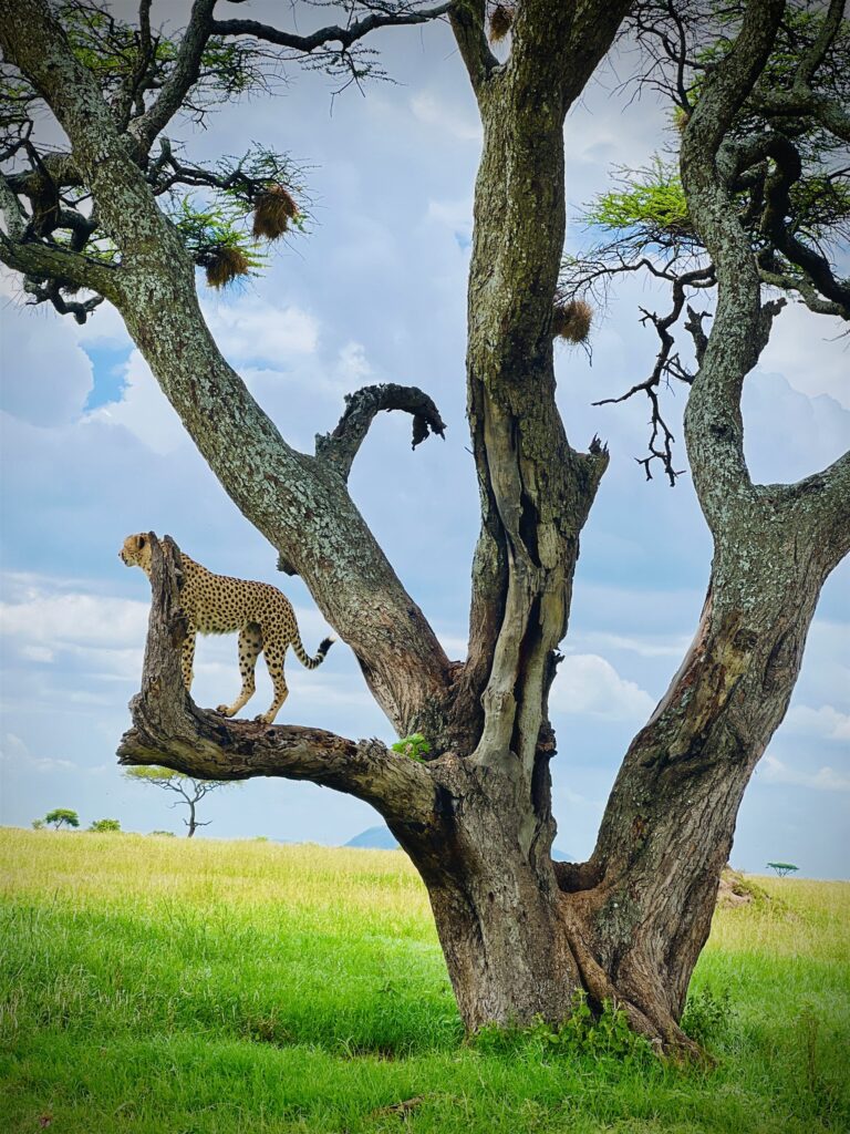 cheetah perched tree overlooking savanna plains