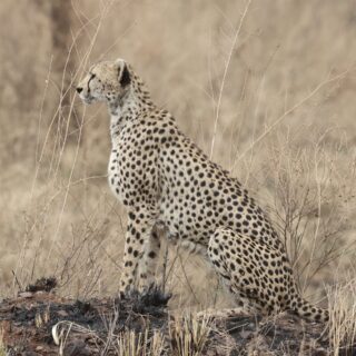 Cheetah Sitting Profile Burnt Mound Savanna — Tanzania safari, Extenterra Safari's