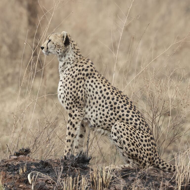 Cheetah Sitting Profile Burnt Mound Savanna — Tanzania safari, Extenterra Safari's