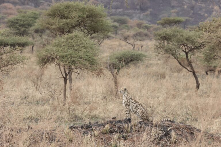 Cheetah Sitting Termite Mound Acacia Savanna — Tanzania safari, Extenterra Safari's