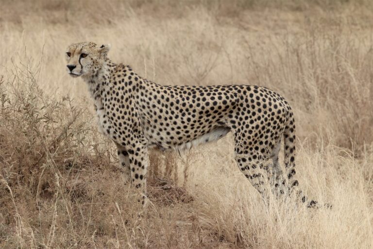 Cheetah Standing Alert Dry Savanna Grass — Tanzania safari, Extenterra Safari's
