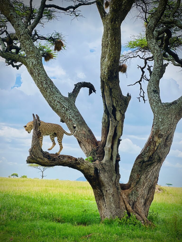 Cheetah Walking Tree Branch Savanna Lookout — Tanzania safari, Extenterra Safari's