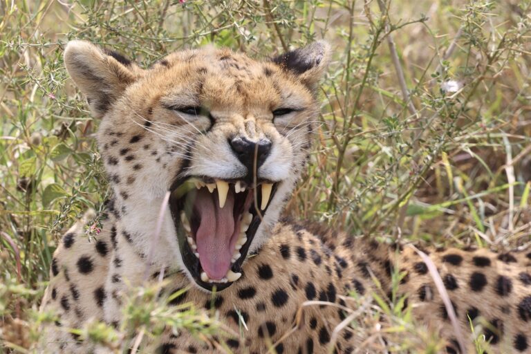 Cheetah Yawning Wide Mouth Savanna Grass — Tanzania safari, Extenterra Safari's