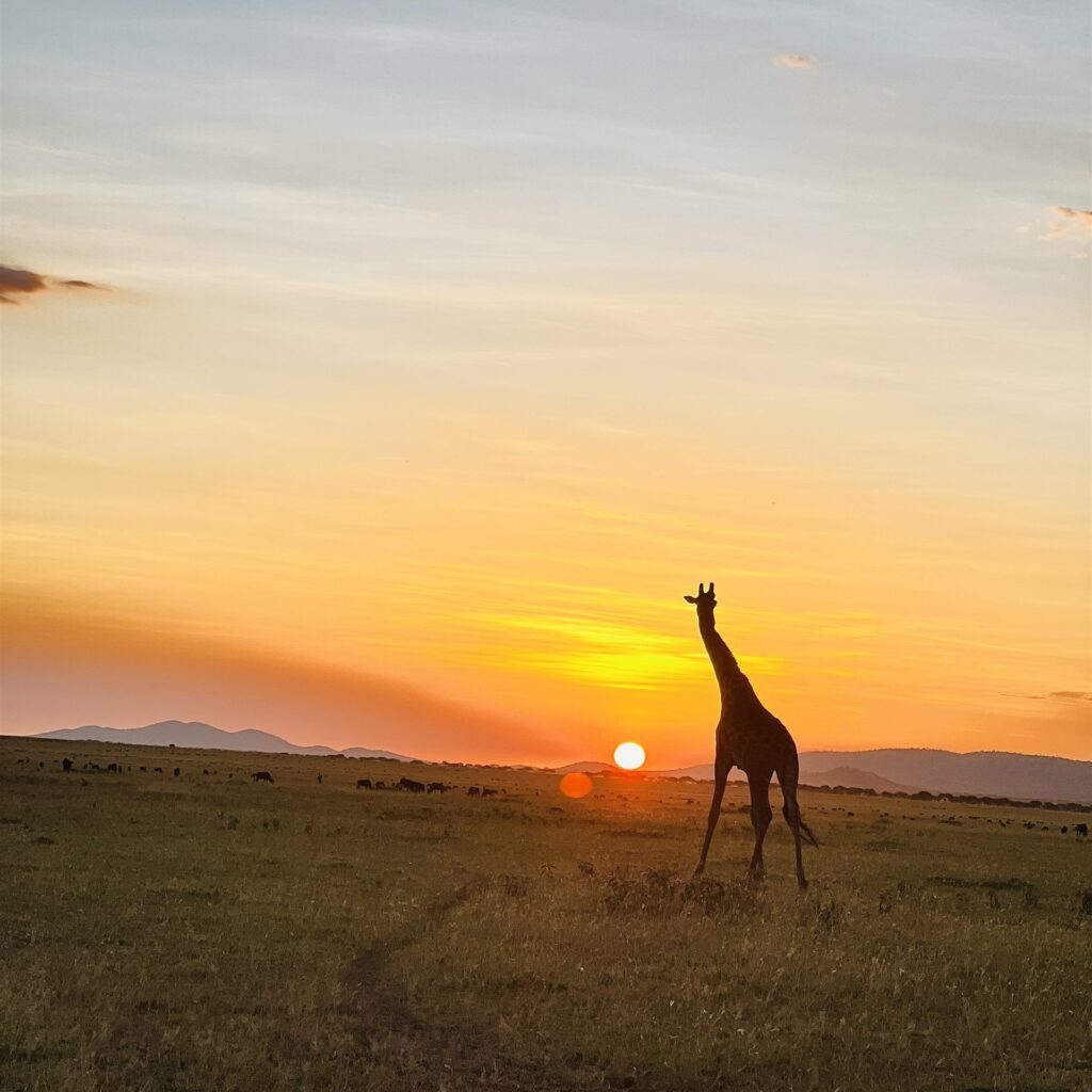 Giraffe Silhouette Orange Sunset Herd Plains — Tanzania safari, Extenterra Safari's