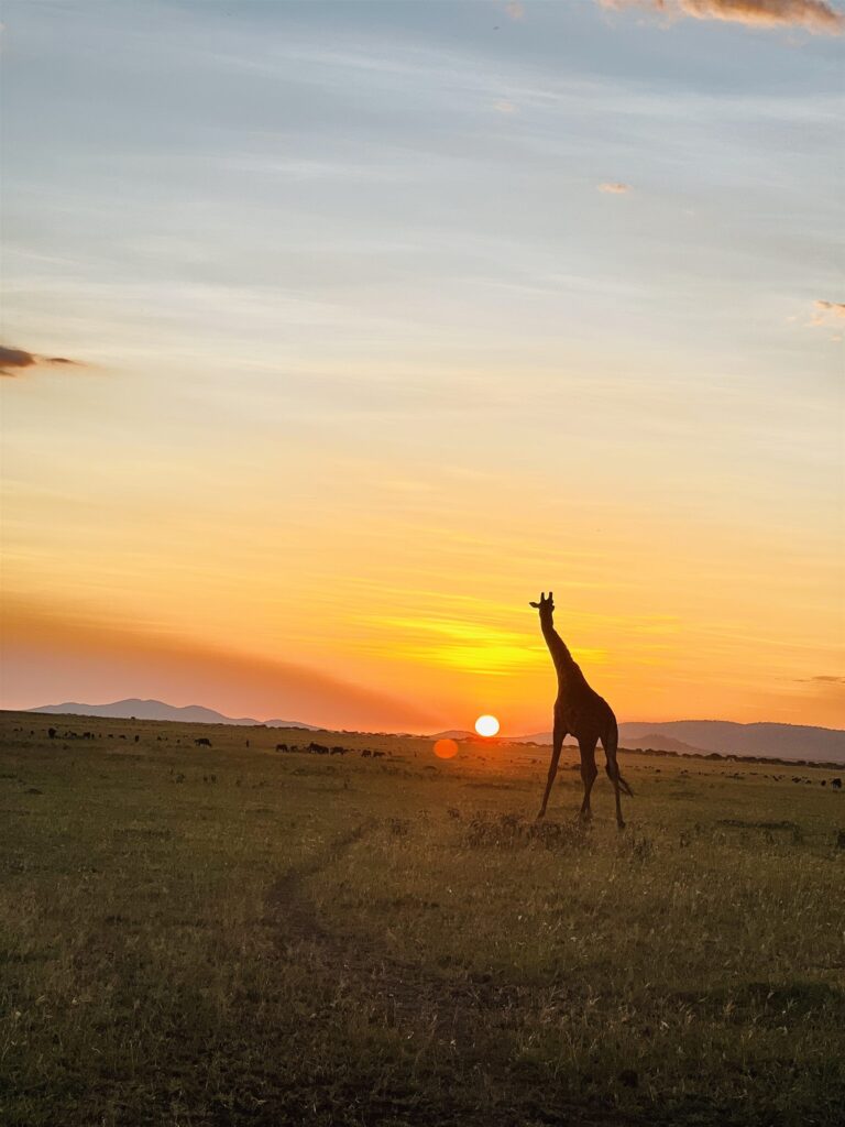 Giraffe Silhouette Orange Sunset Herd Plains — Tanzania safari, Extenterra Safari's