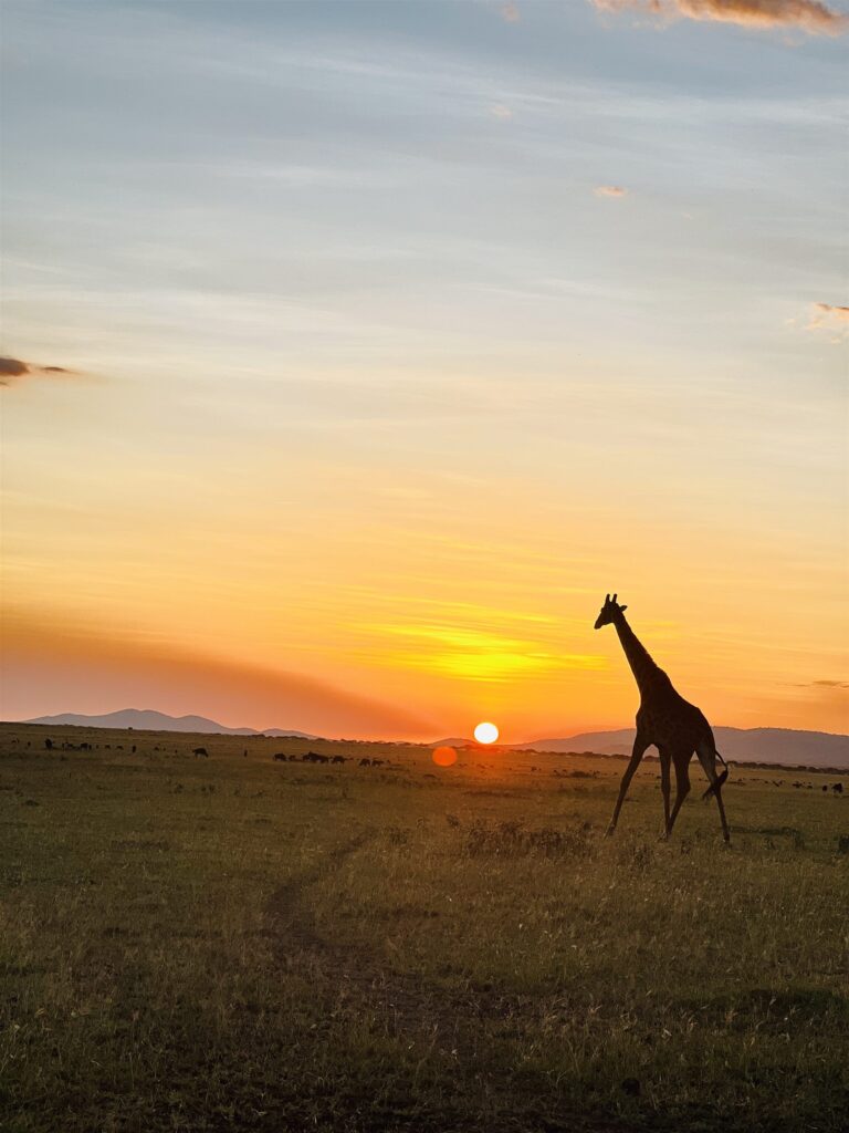 Giraffe Silhouette Sunset Savanna — Tanzania safari, Extenterra Safari's
