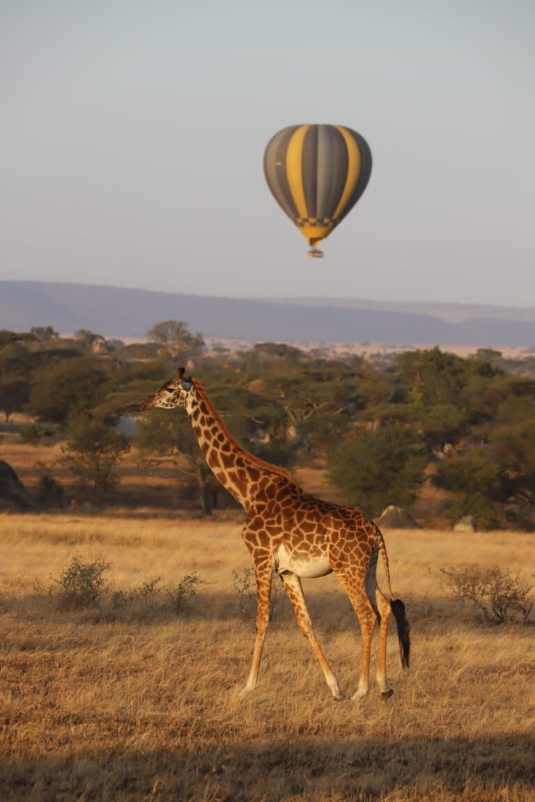 Giraffe Walking Savanna Hot Air Balloon Hills — Tanzania safari, Extenterra Safari's