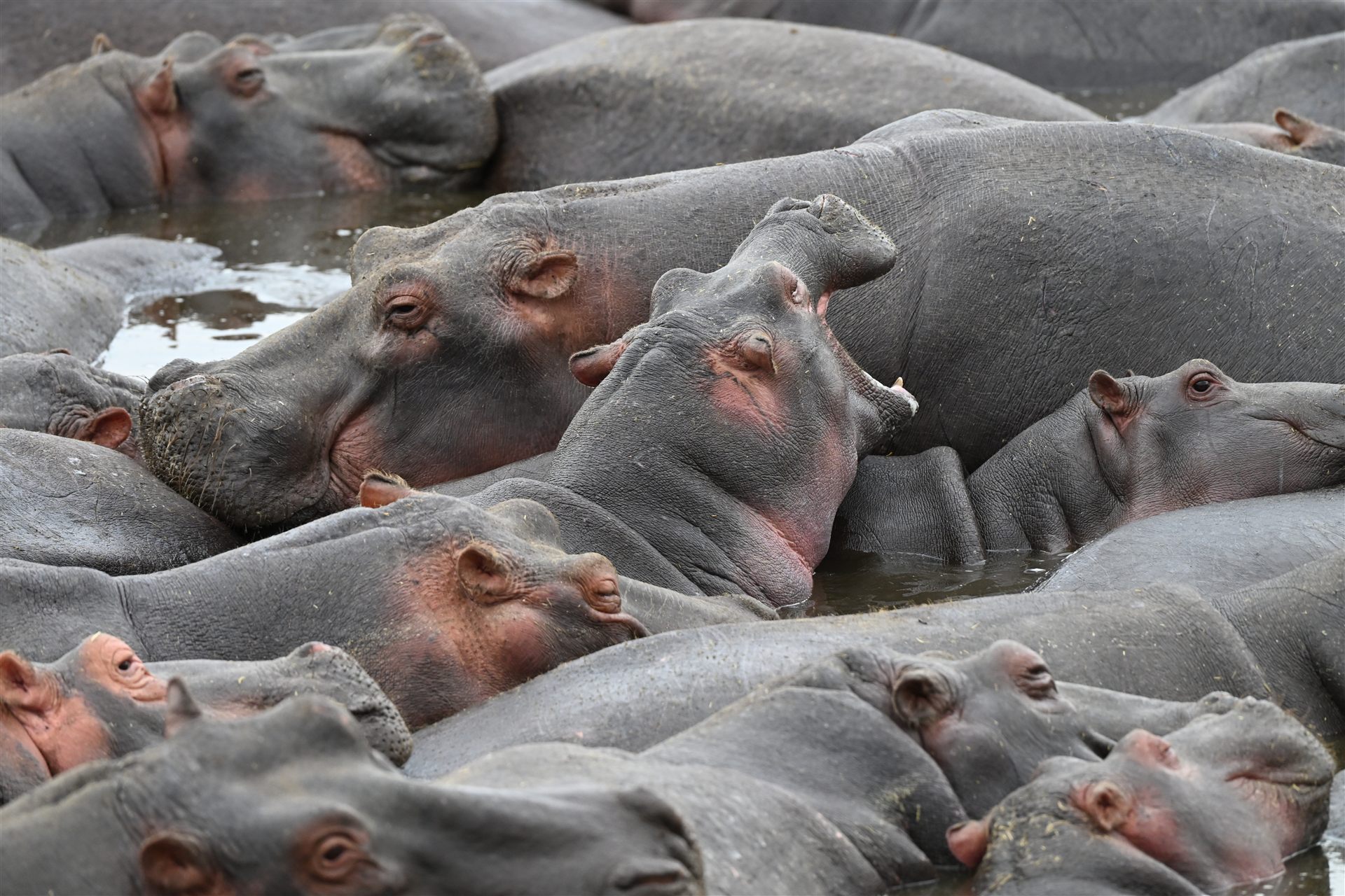 hippo pod yawning crowded river pool