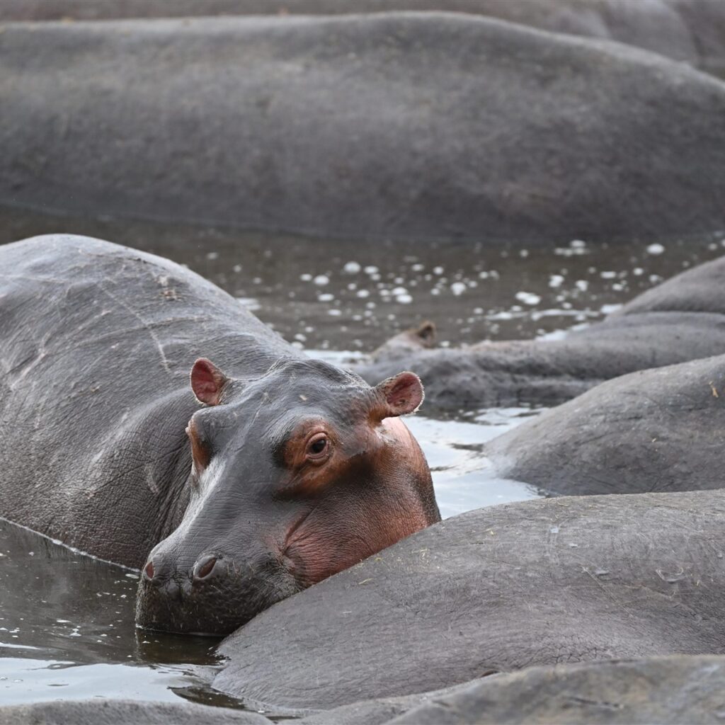 hippo resting head on back river pod