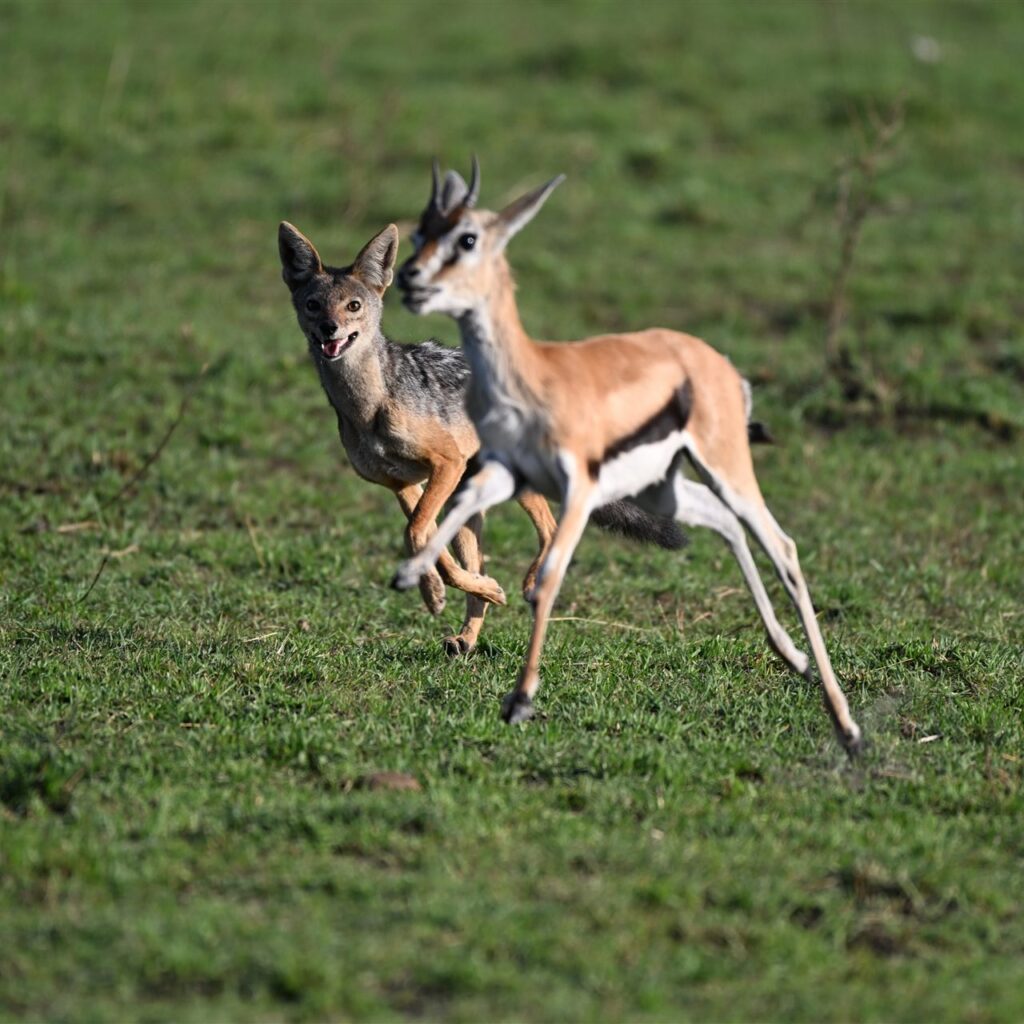 Jackal Chasing Thomsons Gazelle Savanna — Tanzania safari, Extenterra Safari's