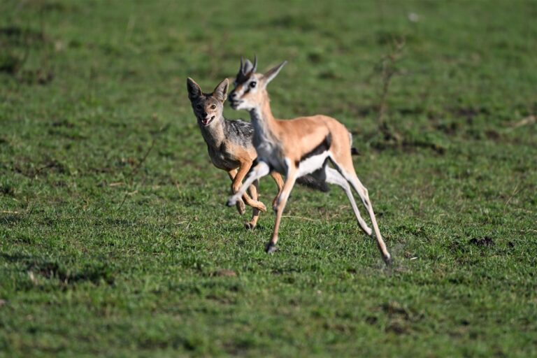 Jackal Chasing Thomsons Gazelle Savanna — Tanzania safari, Extenterra Safari's