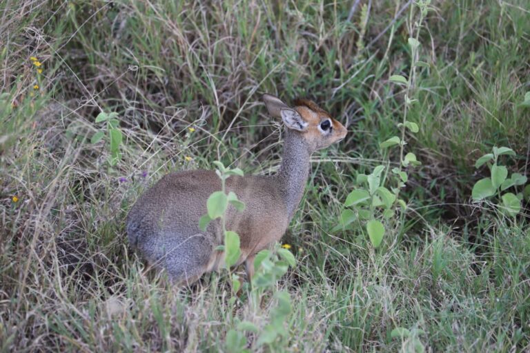 Kirks Dik Dik Standing Savanna Shrubs — Tanzania safari, Extenterra Safari's