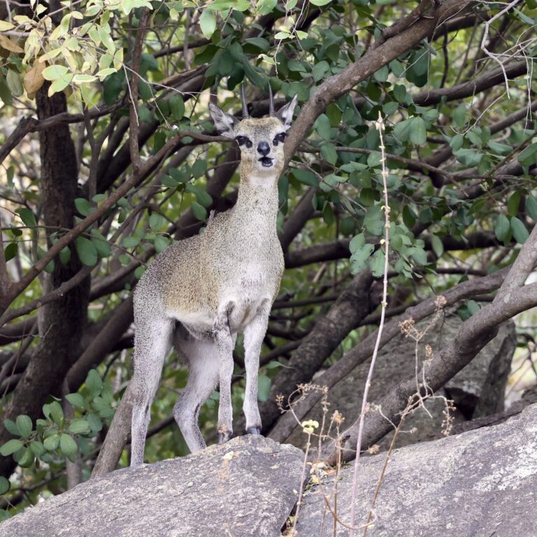 Klipspringer Standing Granite Kopje Bush — Tanzania safari, Extenterra Safari's