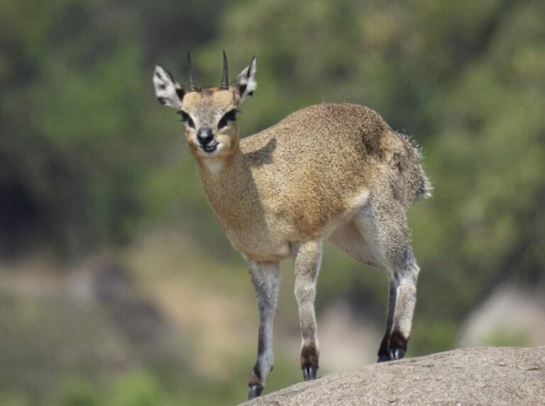 Klipspringer Standing Granite Rock Safari — Tanzania safari, Extenterra Safari's