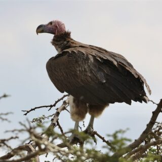 Lappet Faced Vulture Perched Acacia Thorns — Tanzania safari, Extenterra Safari's