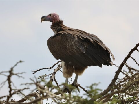 Lappet Faced Vulture Perched Acacia Thorns — Tanzania safari, Extenterra Safari's