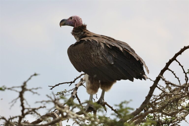 Lappet Faced Vulture Perched Acacia Thorns — Tanzania safari, Extenterra Safari's