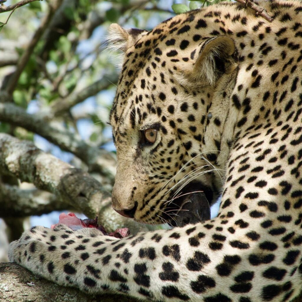 leopard feeding kill tree branch profile
