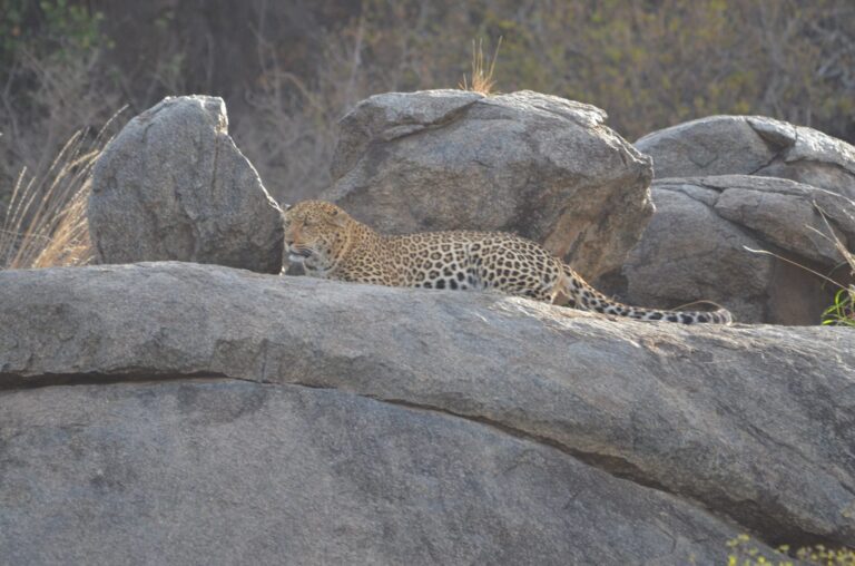 leopard resting on granite kopje