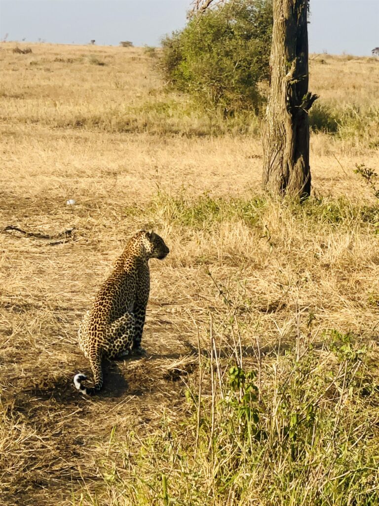 Leopard Sitting Dry Grass Tree Trunk Savanna — Tanzania safari, Extenterra Safari's