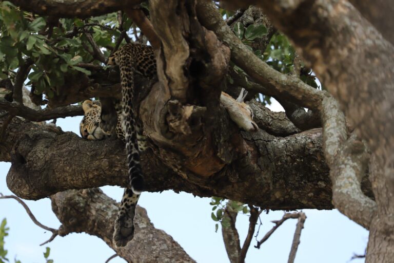 Leopard Sleeping Cached Antelope Kill Tree — Tanzania safari, Extenterra Safari's