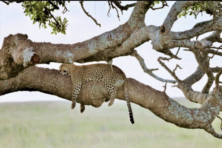 Leopard Sleeping On Tree Branch — Tanzania safari, Extenterra Safari's