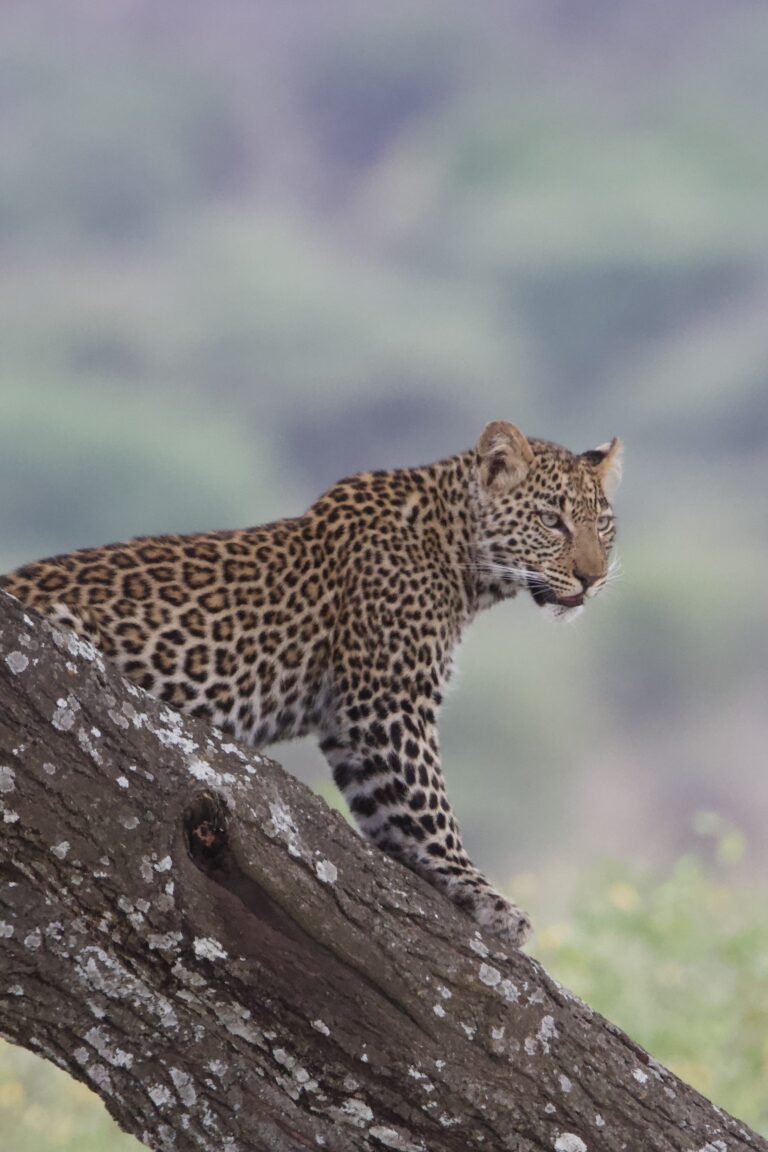 Leopard Standing Alert Diagonal Tree Branch — Tanzania safari, Extenterra Safari's