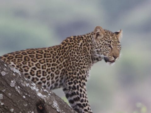 Leopard Standing Alert Diagonal Tree Branch — Tanzania safari, Extenterra Safari's