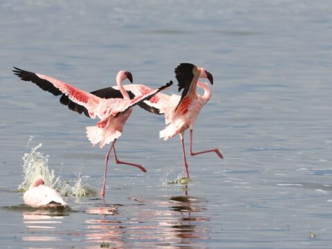 Lesser Flamingos Dancing Courtship Lake Surface — Tanzania safari, Extenterra Safari's