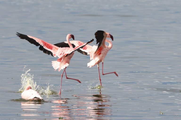 Lesser Flamingos Dancing Courtship Lake Surface — Tanzania safari, Extenterra Safari's