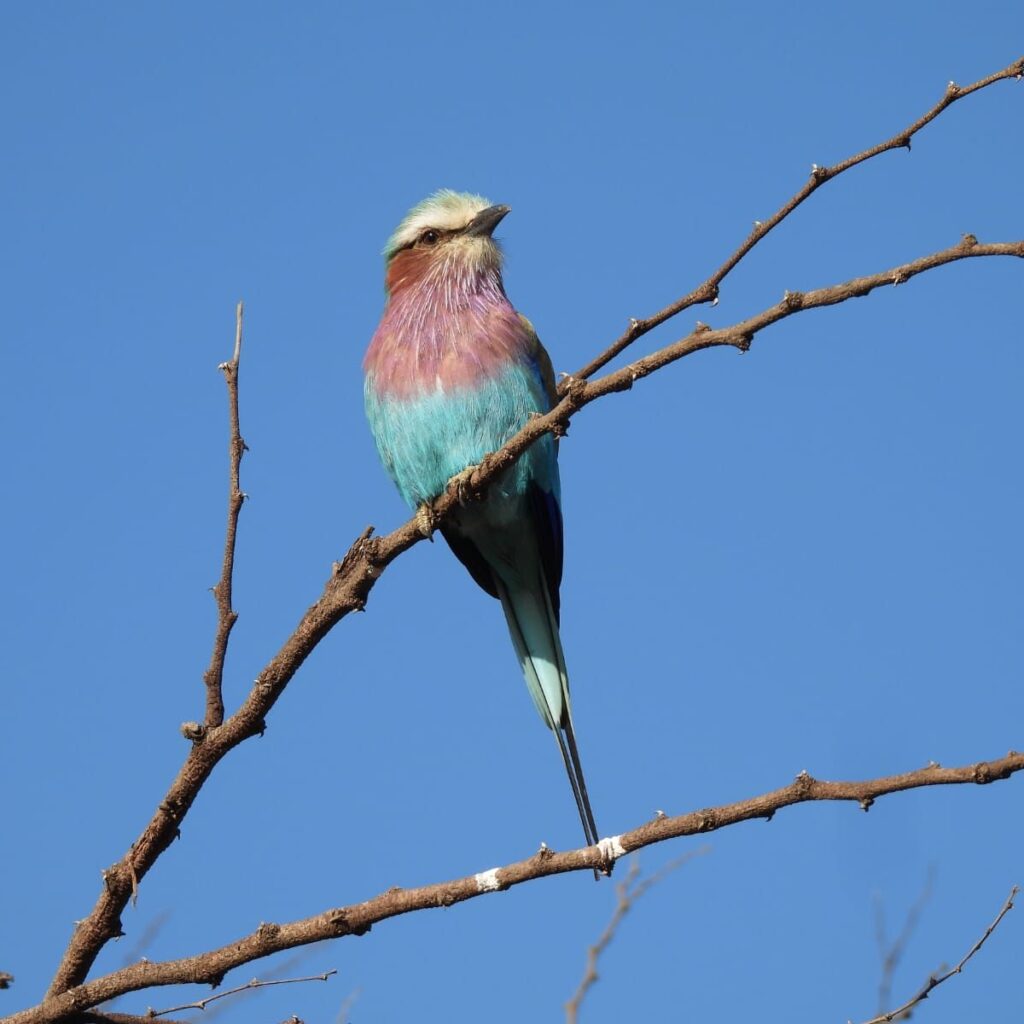 Lilac Breasted Roller Perched Thorny Branch Sky — Tanzania safari, Extenterra Safari's