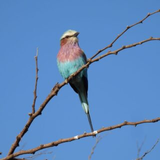 Selous Game Reserve