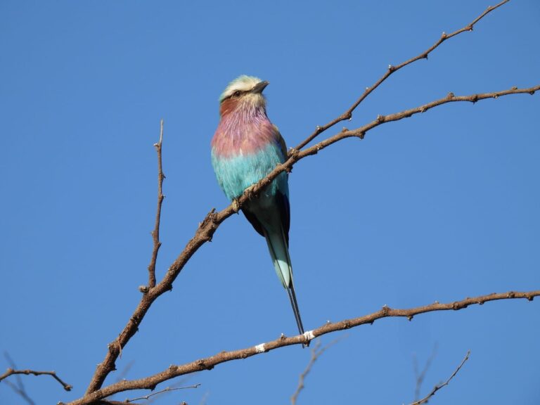 Lilac Breasted Roller Perched Thorny Branch Sky — Tanzania safari, Extenterra Safari's