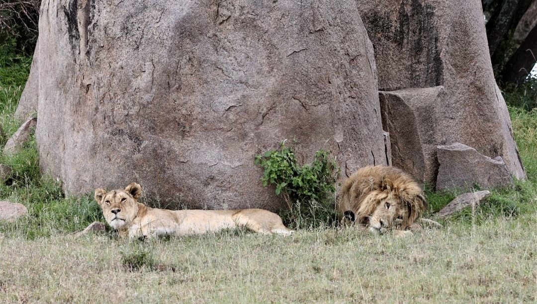 Lions resting on a Serengeti kopje, Tanzania