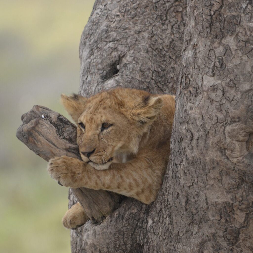 lion cub resting inside hollow tree trunk