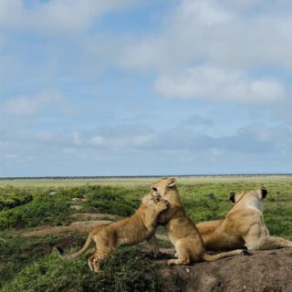 lion-cubs-play-fighting-standing-hind-legs-mound