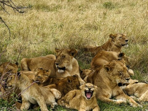 Lion Pride Resting Shade Acacia Yawning Cub — Tanzania safari, Extenterra Safari's