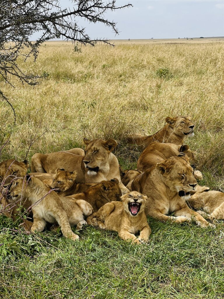 Lion Pride Resting Shade Acacia Yawning Cub — Tanzania safari, Extenterra Safari's